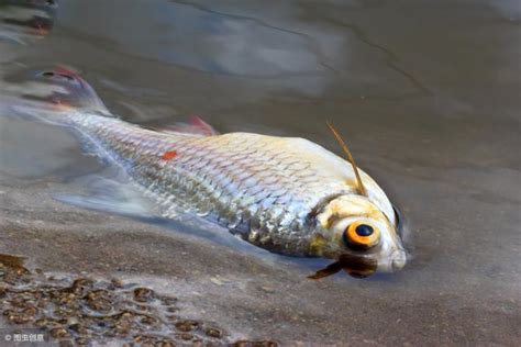 夢到很多魚死掉